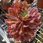 Aeonium Stars Clustering
