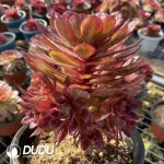 Aeonium Stars Clustering - Image 2