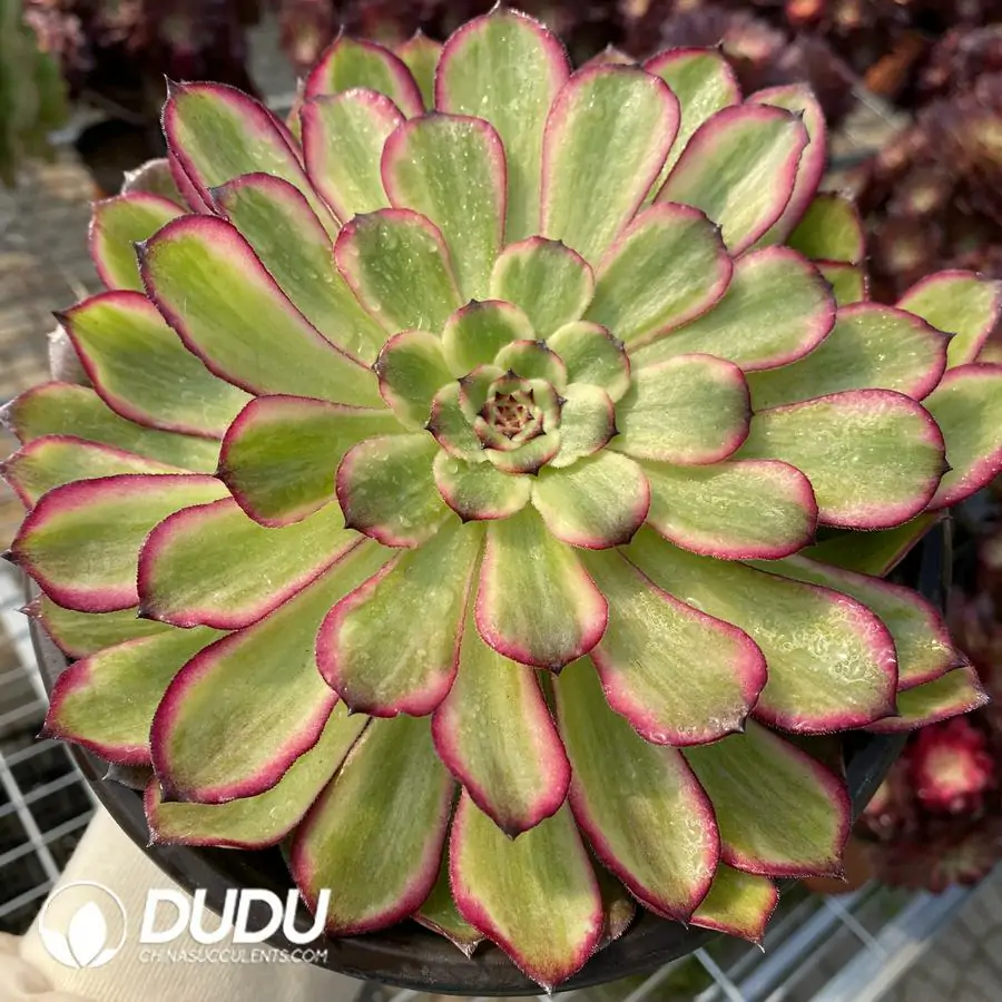 Aeonium Snow Princess Clustering – Dudu Wholesale Rare Live