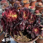 Aeonium Arboreum Velour European Cristata