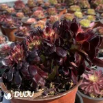 Aeonium Arboreum Velour European Cristata - Image 2