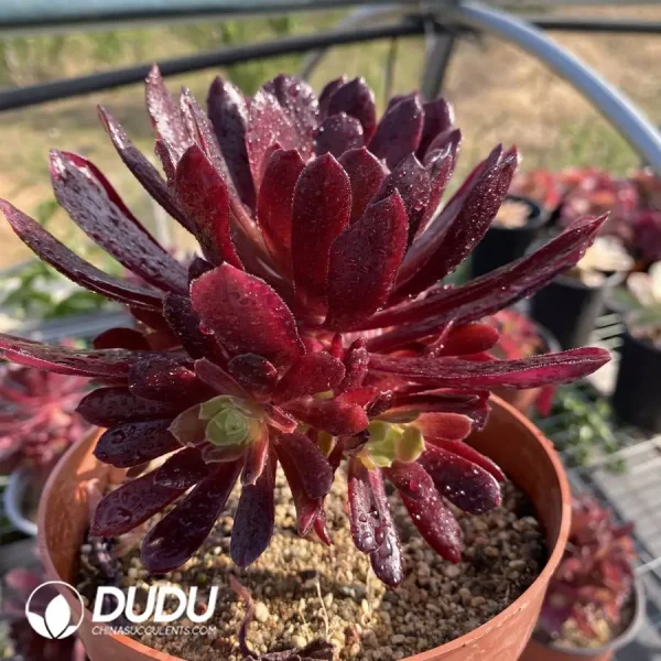 Aeonium Red Cloud Flying Clustering - Image 2