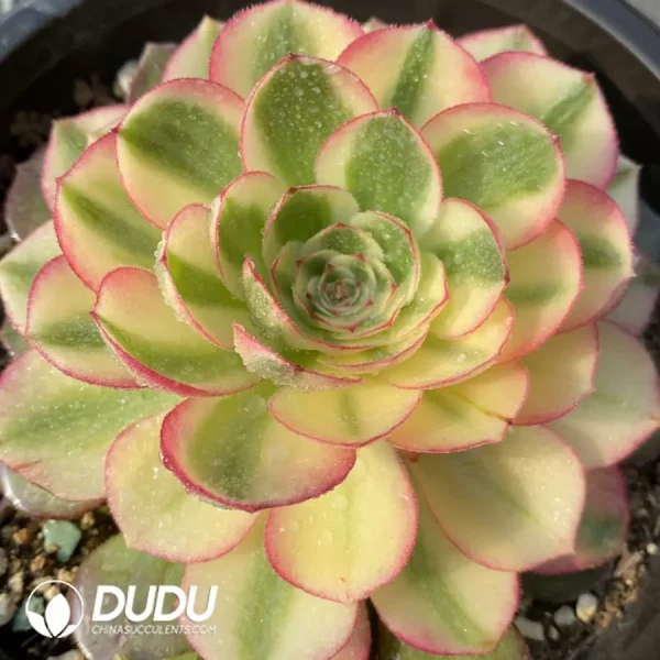 Aeonium Litchi - Image 1