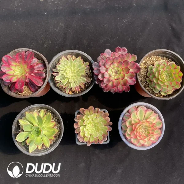 Aeonium Collection 10 - Image 1