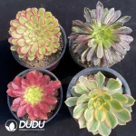 Aeonium Collection 12