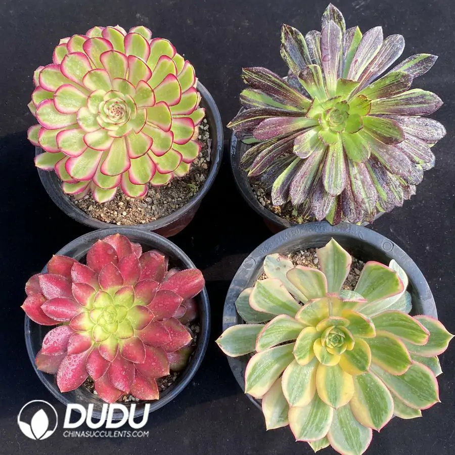 1756122561-e201-232-2.webp Aeonium Collection 12 - Image 1