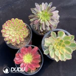 Aeonium Collection 12 - Image 2