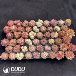 DuDu Collection 2062