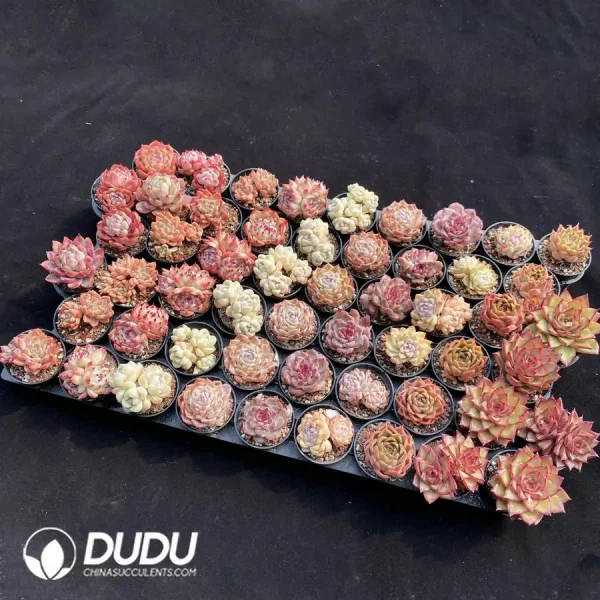 DuDu Collection 2062 - Image 2