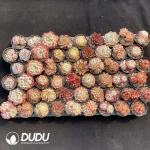 DuDu Collection 2064