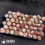 DuDu Collection 2064 - Image 2