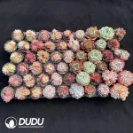 DUDU Collocation-2070