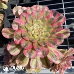 Aeonium Tsar Cluster