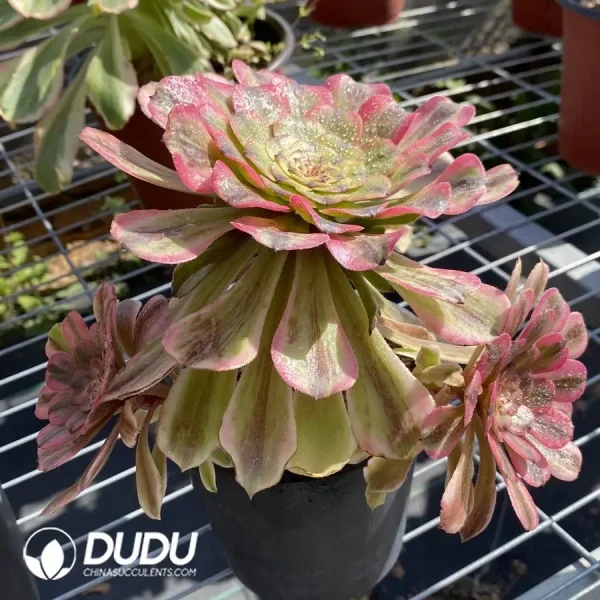 Aeonium Tsar Cluster - Image 2