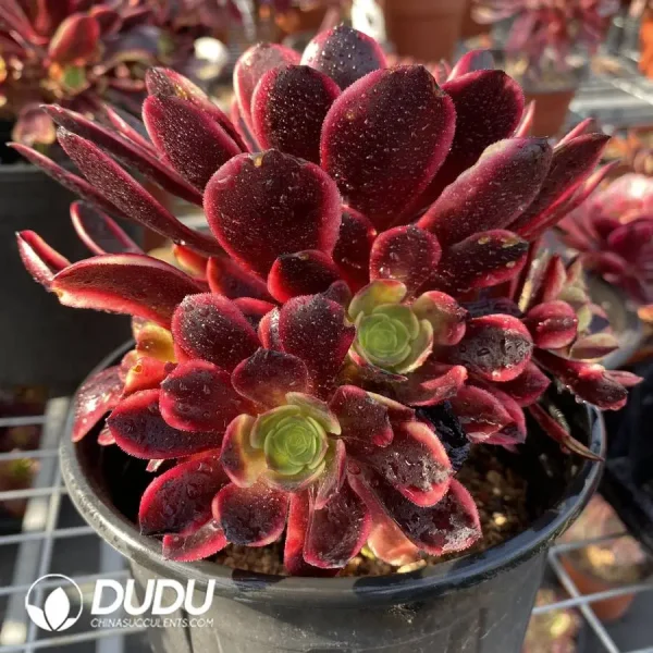 Aeonium Superbang Cluster - Image 2