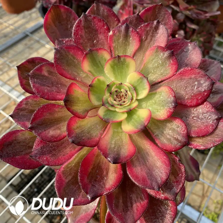 1756122583-e201-245-2.webp Aeonium Fireworks Cluster - Image 1