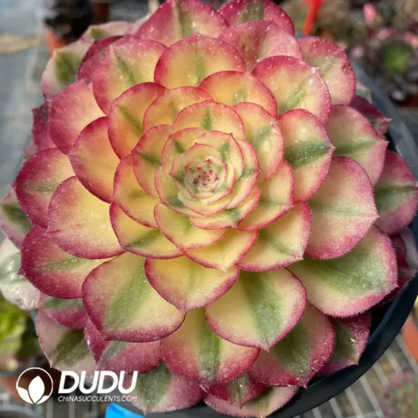 1756122585-e201-246-1.webp Aeonium Qingcheng - Image 1