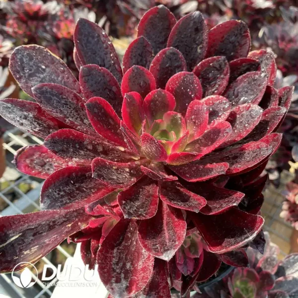 Aeonium Phoenix Coronet Cluster - Image 1