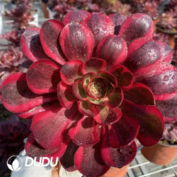 Aeonium Charm Gold Rose Variegated Cluster - Image 1