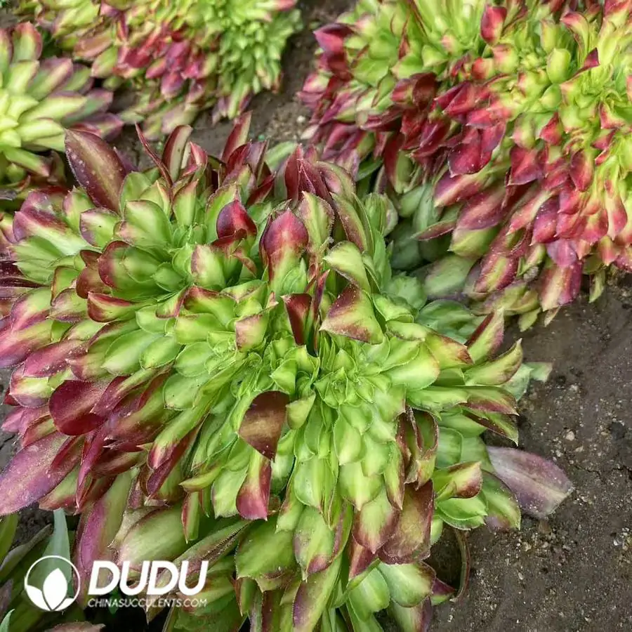 1756122602-e201-256-2.webp Aeonium Shaohua Cristata - Image 1