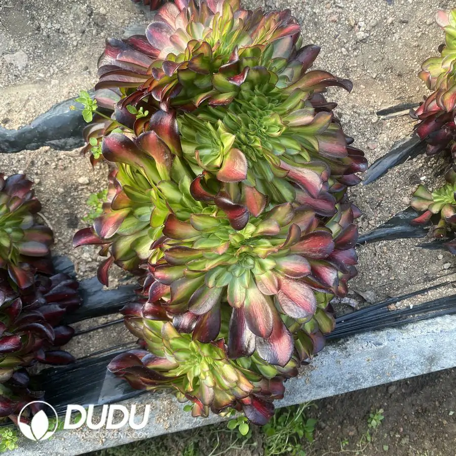 1756122615-e201-266-2.webp Aeonium Huana Cristata - Image 1