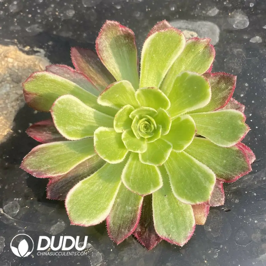 1756122636-e201-278-2.webp Aeonium Aquaman - Image 1
