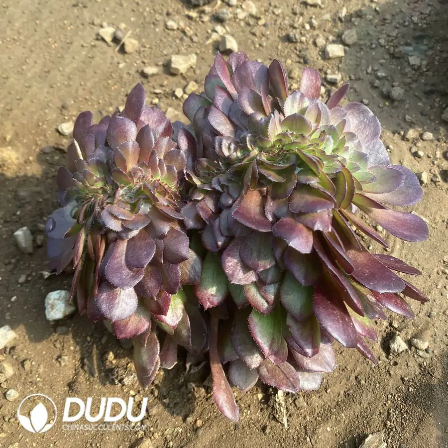 1756122641-e201-282-2.webp Aeonium Peach-blossom Stone Cristata - Image 1