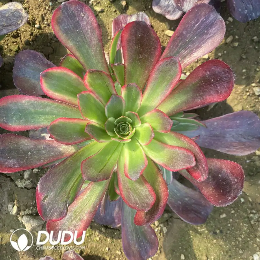 1756122646-e201-286-2.webp Aeonium Cupid Variegated Clustering - Image 1