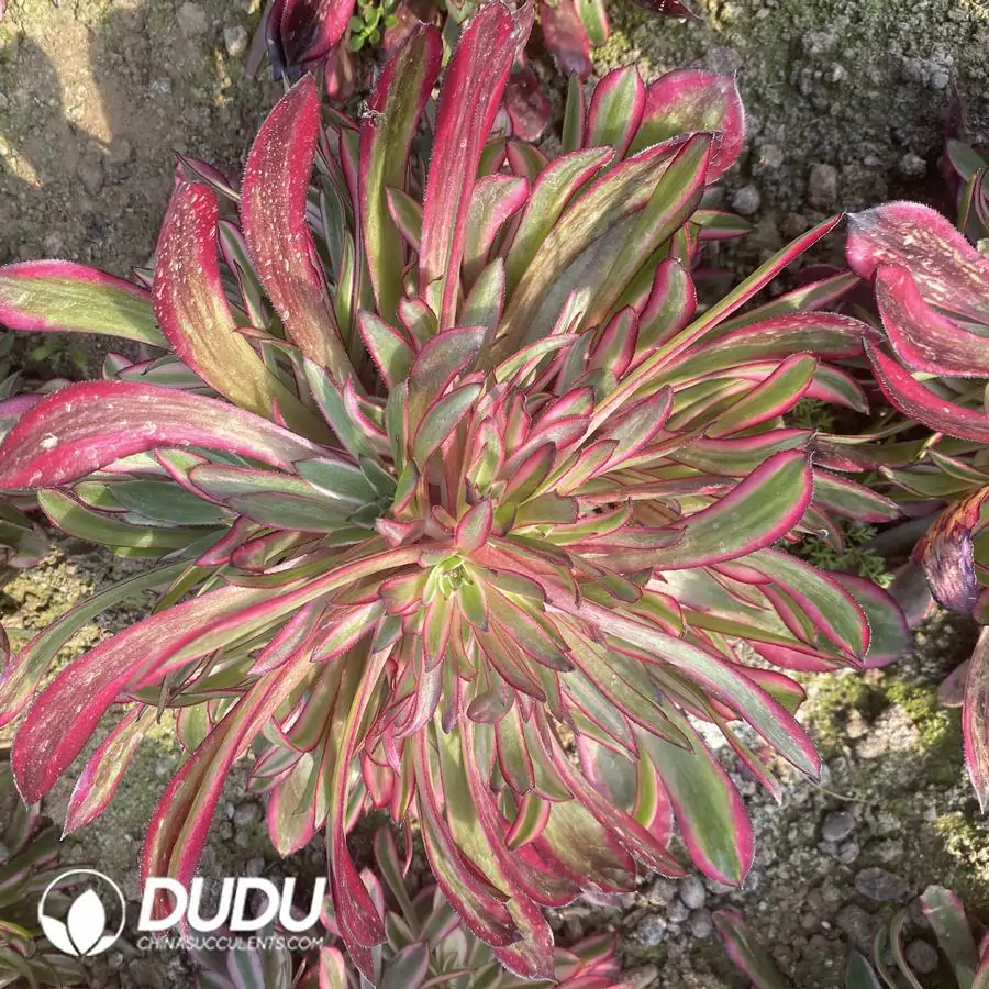 1756122655-e201-291-2.webp Aeonium Zwartkin White Variegated Clustering - Image 1