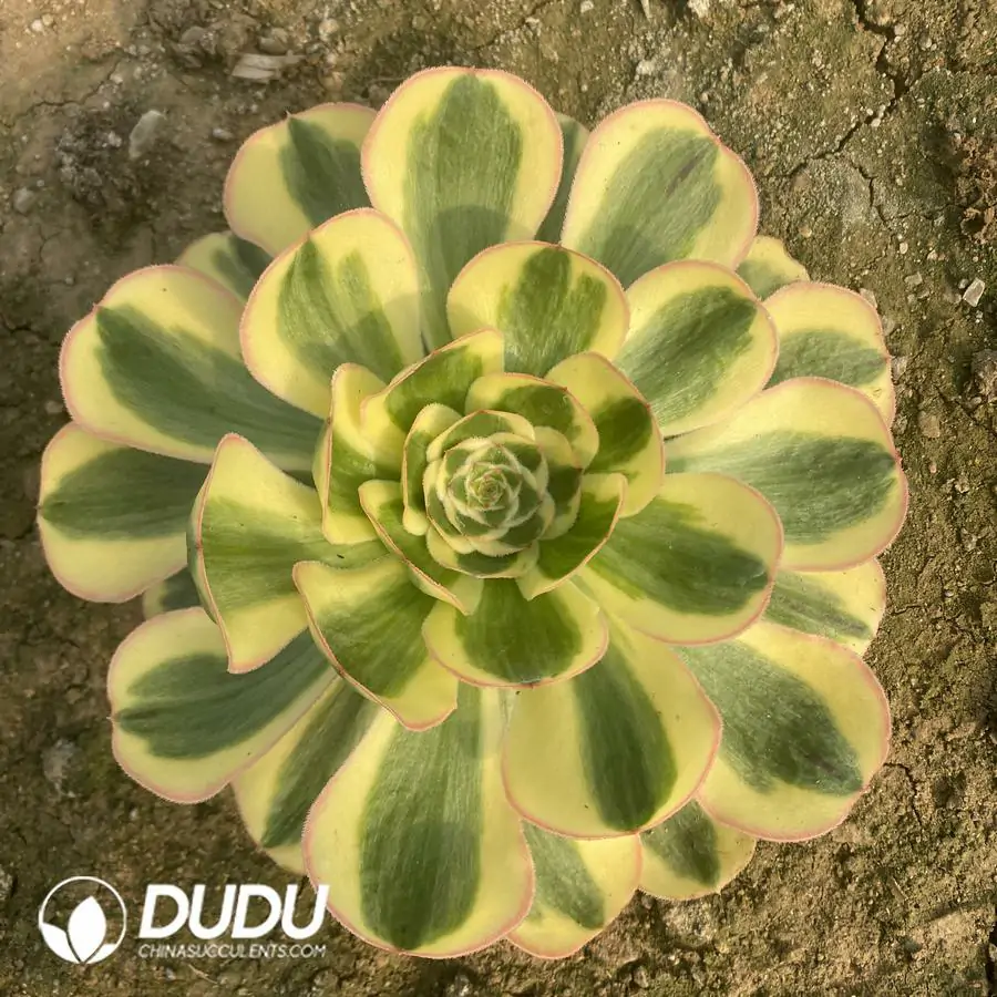 1756122677-e201-307-2.webp Aeonium Princess Jun Beauty - Image 1