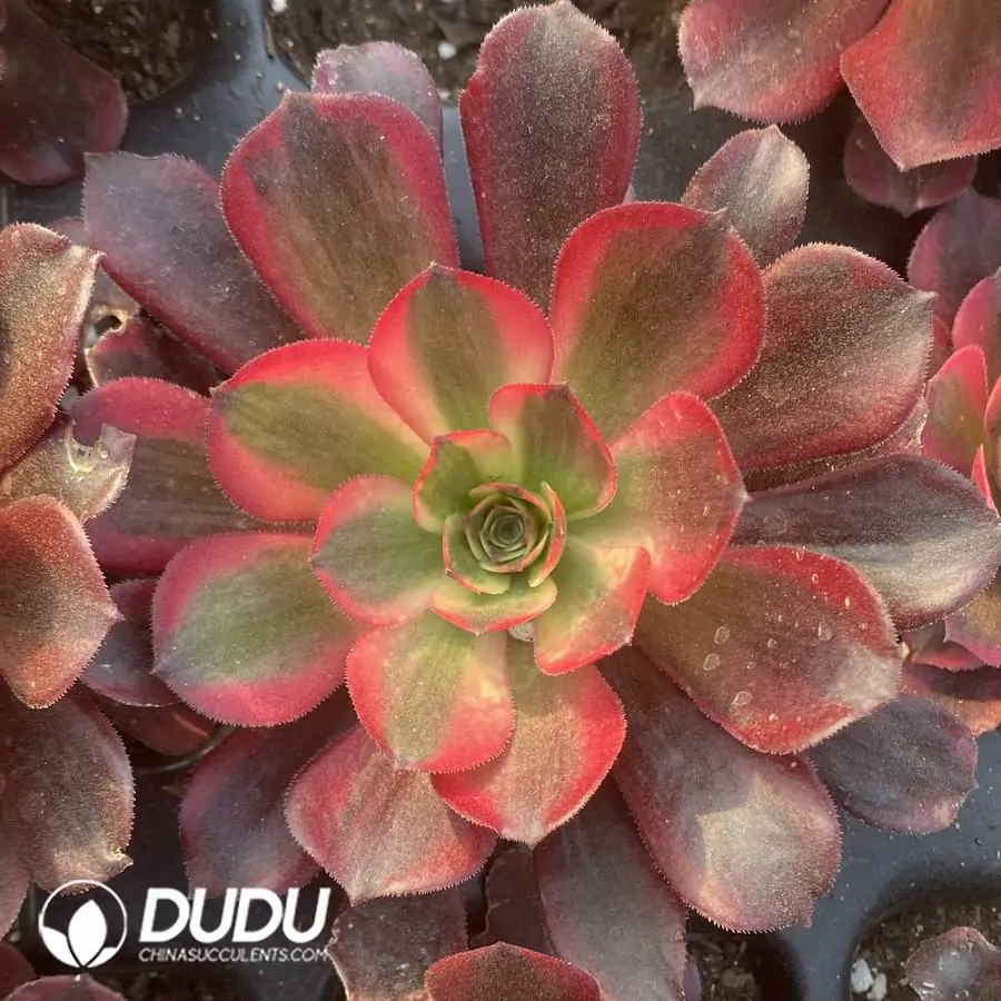 1756122690-e201-315-1.webp Aeonium Medusa Seedling - Image 1