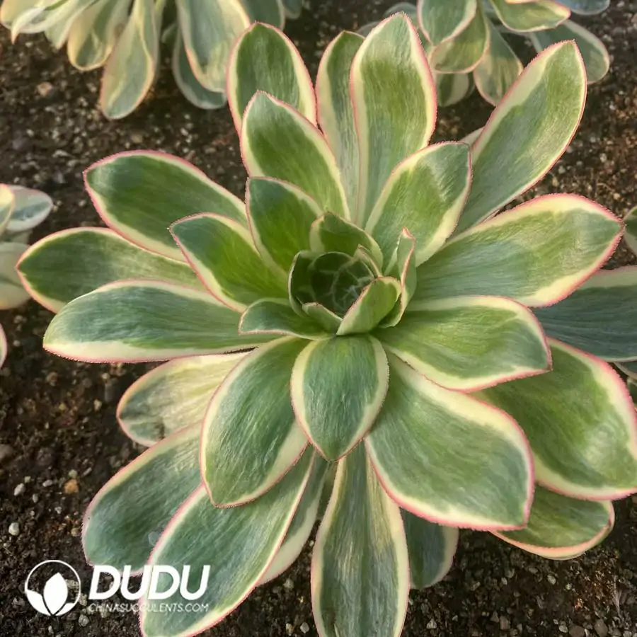 1756122718-e201-332-1.webp Aeonium Undulatum - Image 1