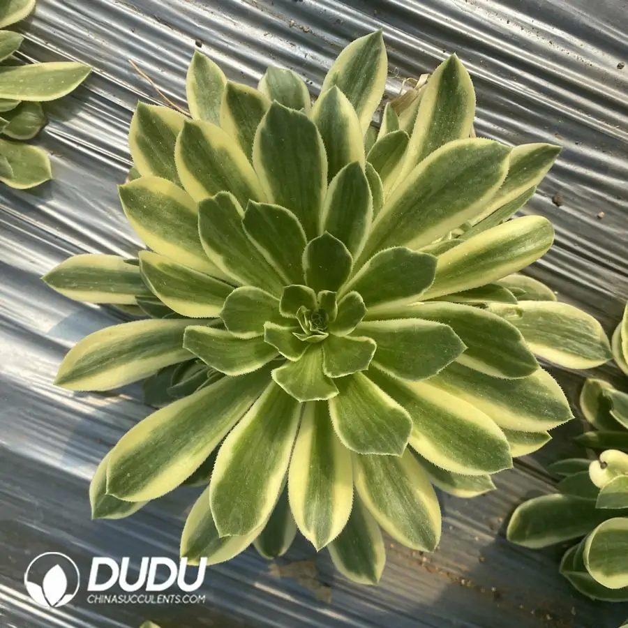 1756122738-e201-344-1.webp Aeonium Yan Ning Clustering - Image 1