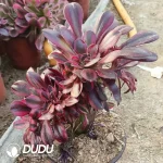 Aeonium Chanel Cristata