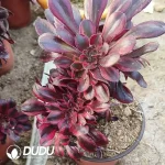 Aeonium Chanel Cristata - Image 2