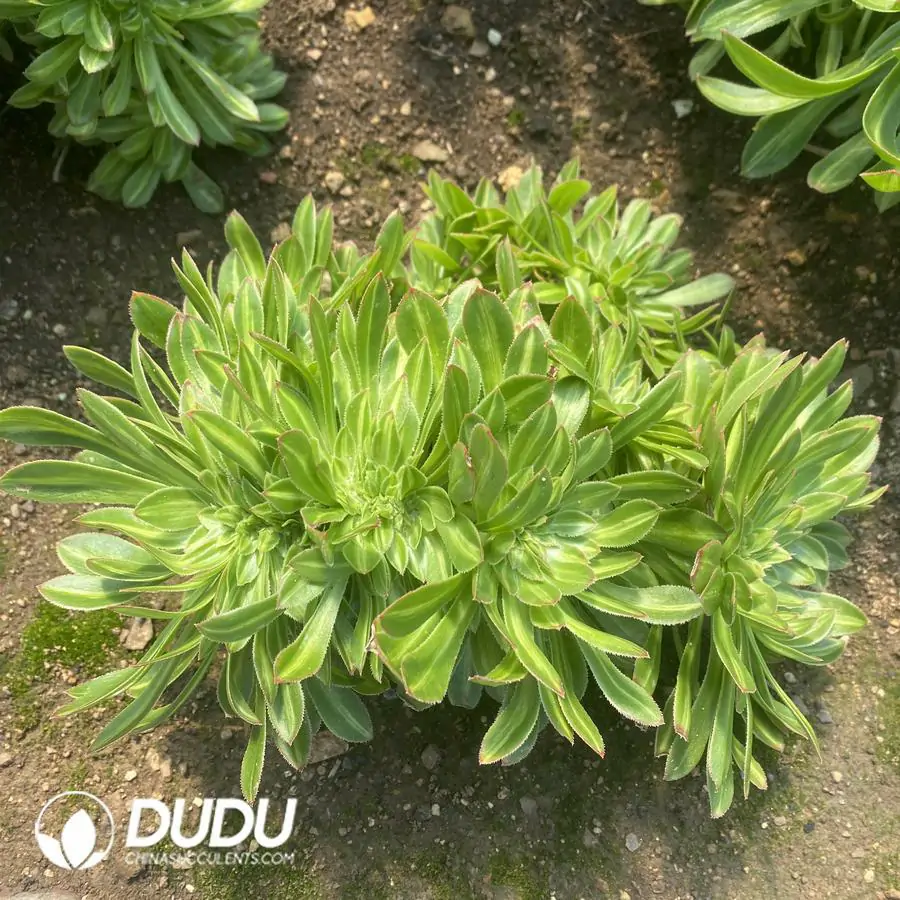 1756122750-e201-351-1.webp Aeonium Biluochun Cristata - Image 1