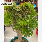 Aeonium Biluochun Cristata - Image 2