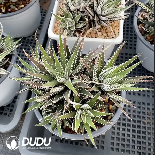 Haworthia Zebra Clustering(Scattered Clustering) - Image 1