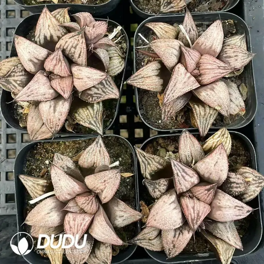 1756122757-e201-355.webp Haworthia Princess - Image 1