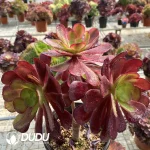 (Grafted)Aeonium European Purple Ou Jiali