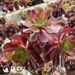 (Grafted)Aeonium European Purple Ou Jiali - Image 2