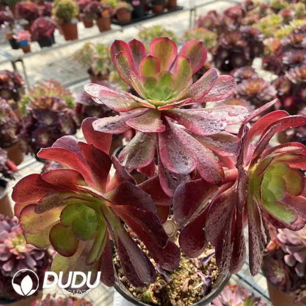 (Grafted)Aeonium European Purple Ou Jiali - Image 2