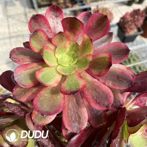 (Grafted)Aeonium European Purple Ou Jiali - Image 3