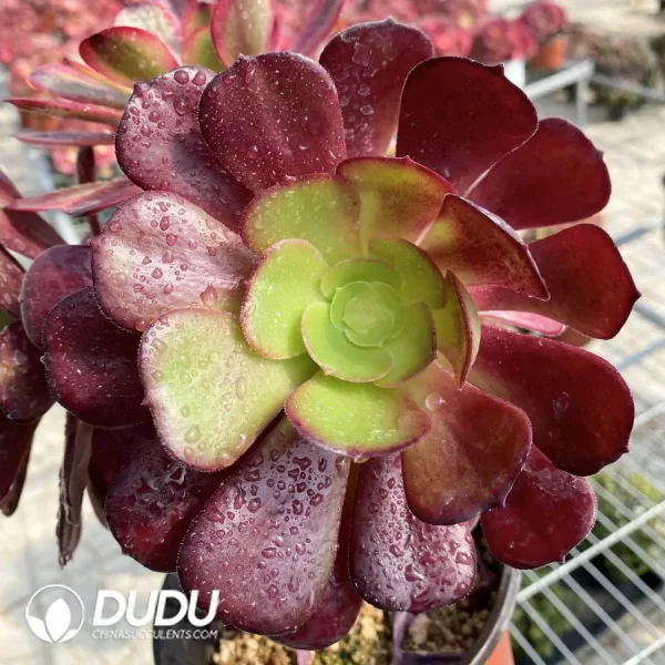 (Grafted)Aeonium European Purple Ou Jiali - Image 4
