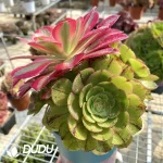 (Grafted)Aeonium Halloween Silky Pink Witch No.2