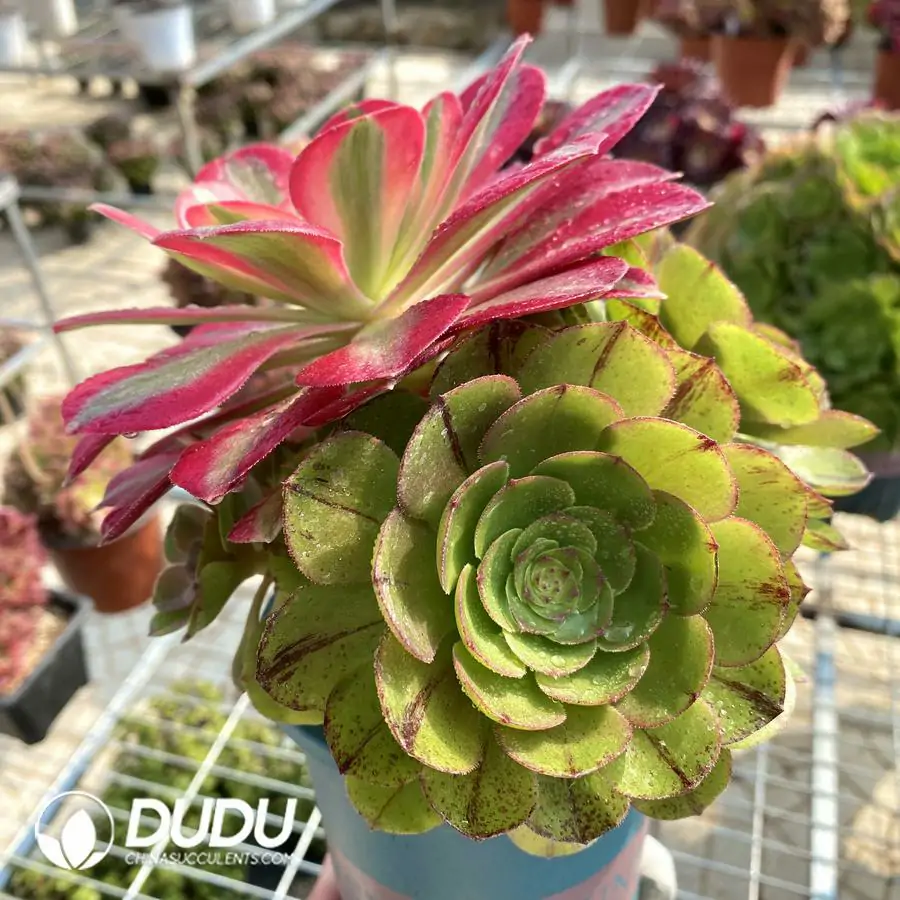 1756122763-e201-358-1.webp (Grafted)Aeonium Halloween Silky Pink Witch No.2 - Image 1