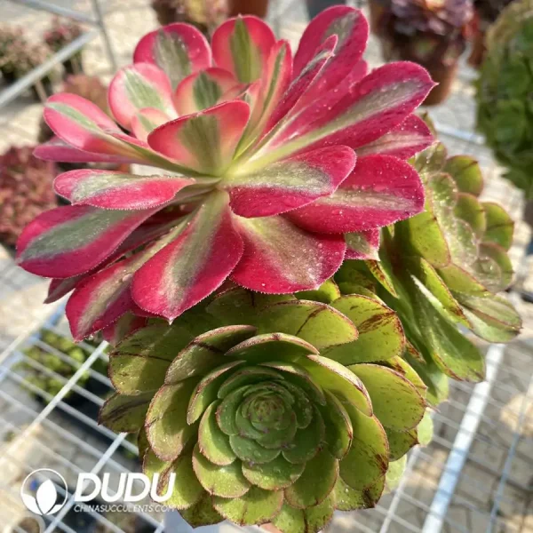 (Grafted)Aeonium Halloween Silky Pink Witch No.2 - Image 2