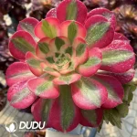 (Grafted)Aeonium Halloween Silky Pink Witch No.2 - Image 3