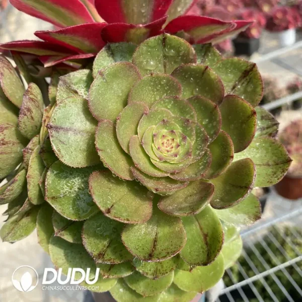 (Grafted)Aeonium Halloween Silky Pink Witch No.2 - Image 4