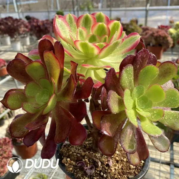 1756122771-e201-360-1.webp Aeonium European Purple Grafted Pink Witch No.2 - Image 1